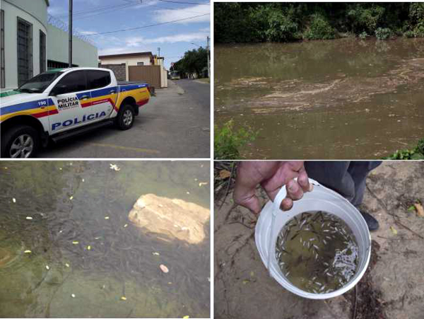 mortandade peixe rio itapecerica